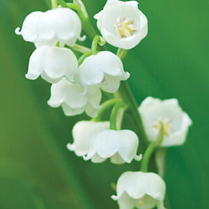 LILY OF THE VALLEY-63